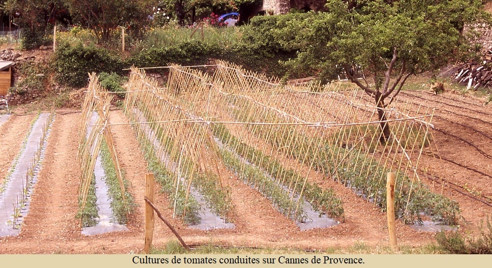 Culture de tomates - Jardin de Lauroux 34700