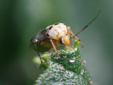 Lygus rugulipennis - Punaise rugulipennis