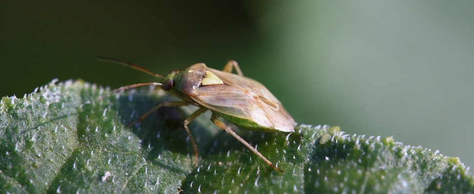 Lygus rugulipennis - Punaise du genre Lygus