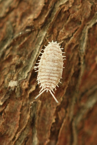 Pseudococcus viburni - Cchenille farineuse