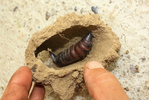 Sphinx tête de mort - Acherontia atropos