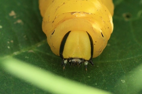 Sphinx tête de mort - Acherontia atropos