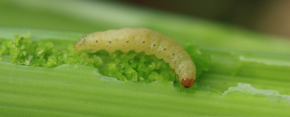 La teigne du poireau - Acrolepiopsis assectella