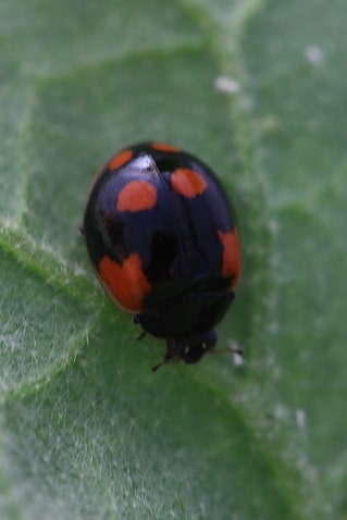 Adalia bipunctata - Coccinelle à 2 points