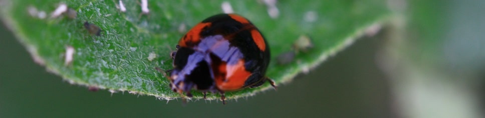 Adalia bipunctata - Coccinelle à 2 points