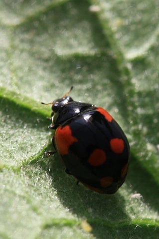 Adalia bipunctata - Coccinelle à 2 points