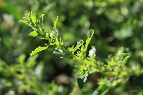 Amaranthus albus - Amarante blanche