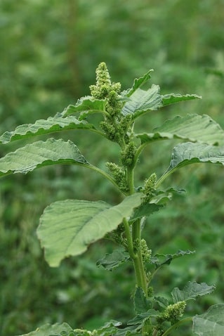 Amaranthus retroflexus - Amarante réfléchie