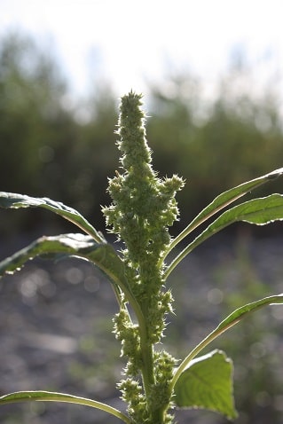 Amaranthus retroflexus - Amarante réfléchie