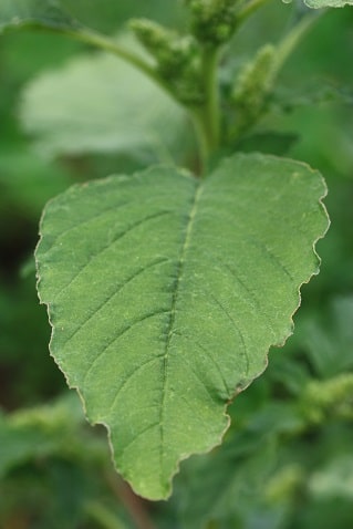 Amaranthus retroflexus - Amarante réfléchie
