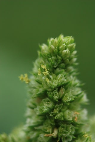 Amaranthus retroflexus - Amarante réfléchie