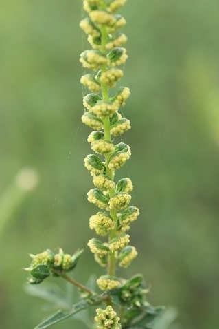 Ambrosia artemisiifolia - Ambroisie
