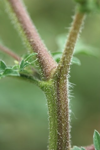 Ambrosia artemisiifolia - Ambroisie