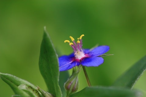 Anagallis arvensis - Mouron des champs