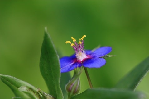 Anagallis arvensis - Mouron des champs