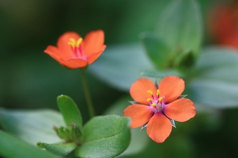 Anagallis arvensis - Mouron des champs