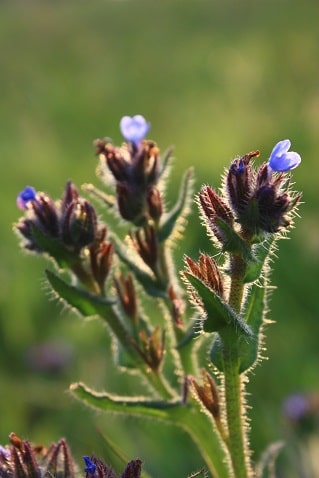 Anchusa arvensis - Buglosse des champs
