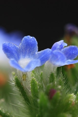 Anchusa arvensis - Buglosse des champs