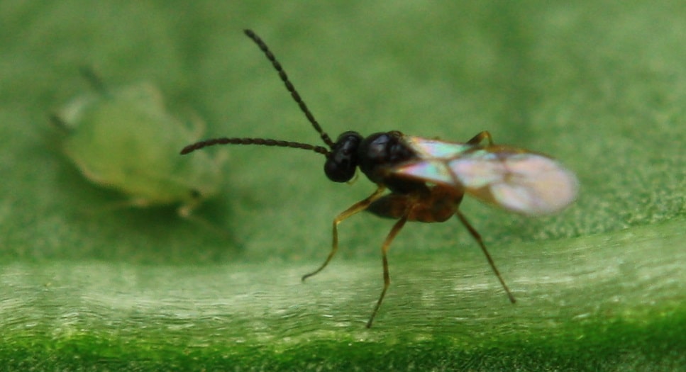 Aphidius colemani