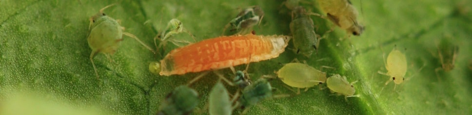 Aphidoletes aphidimyza