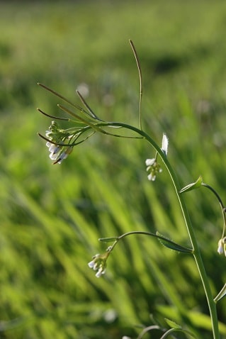 Arabidopsis thaliana - Arabette de Thalius