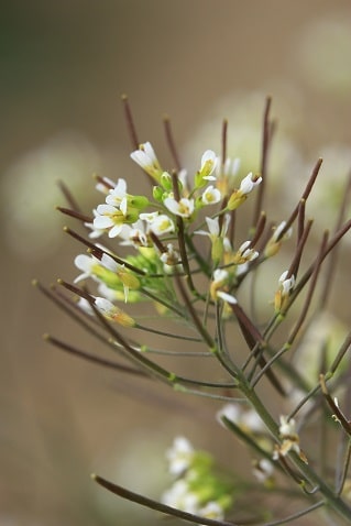 Arabidopsis thaliana - Arabette de Thalius