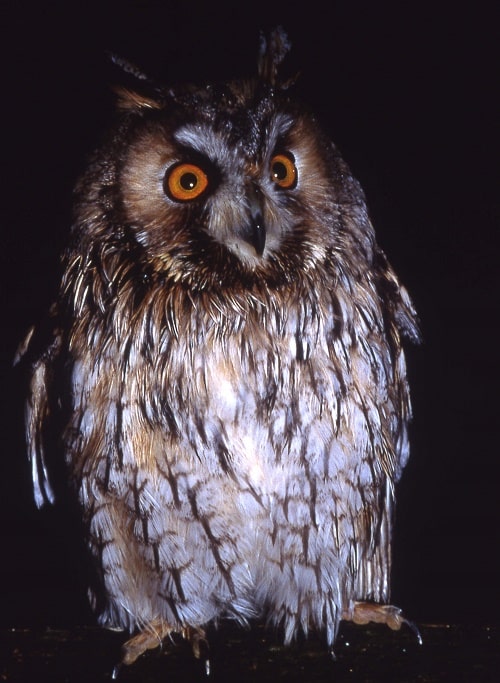 Asio otus - Hibou moyen-duc