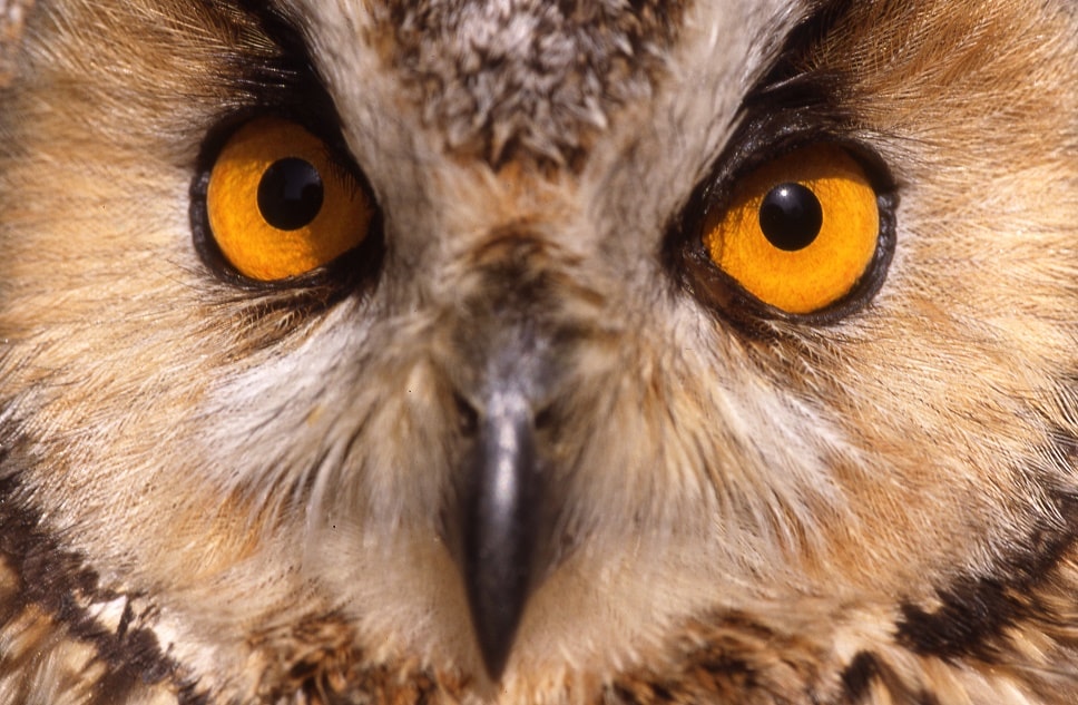 Asio otus - Hibou moyen-duc