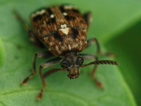 Bruche du pois -  Bruchus pisorum