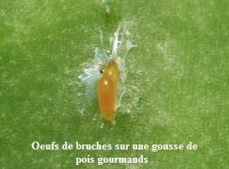 Bruche du pois -  Bruchus pisorum