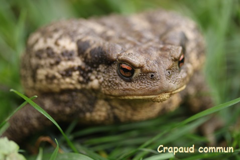 Bufo calamita - 