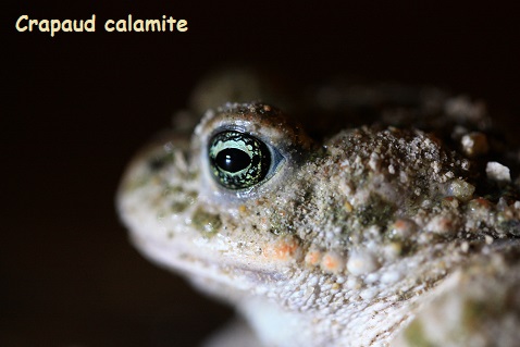 Bufo calamita - 