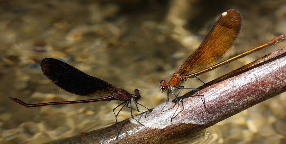 Calopteryx haemorrhoidalis - Calopteryx hémorroïdal
