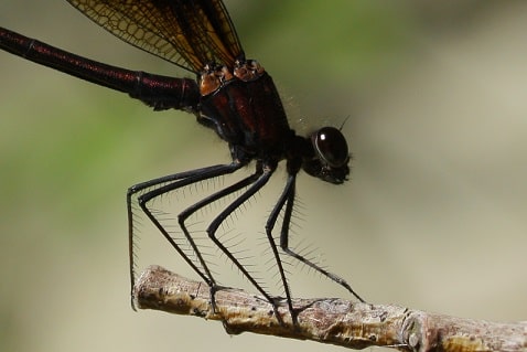 Calopteryx haemorrhoidalis - Calopteryx hémorroïdal