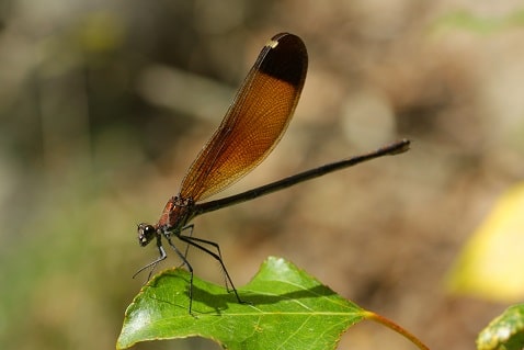 Calopteryx haemorrhoidalis - Calopteryx hémorroïdal