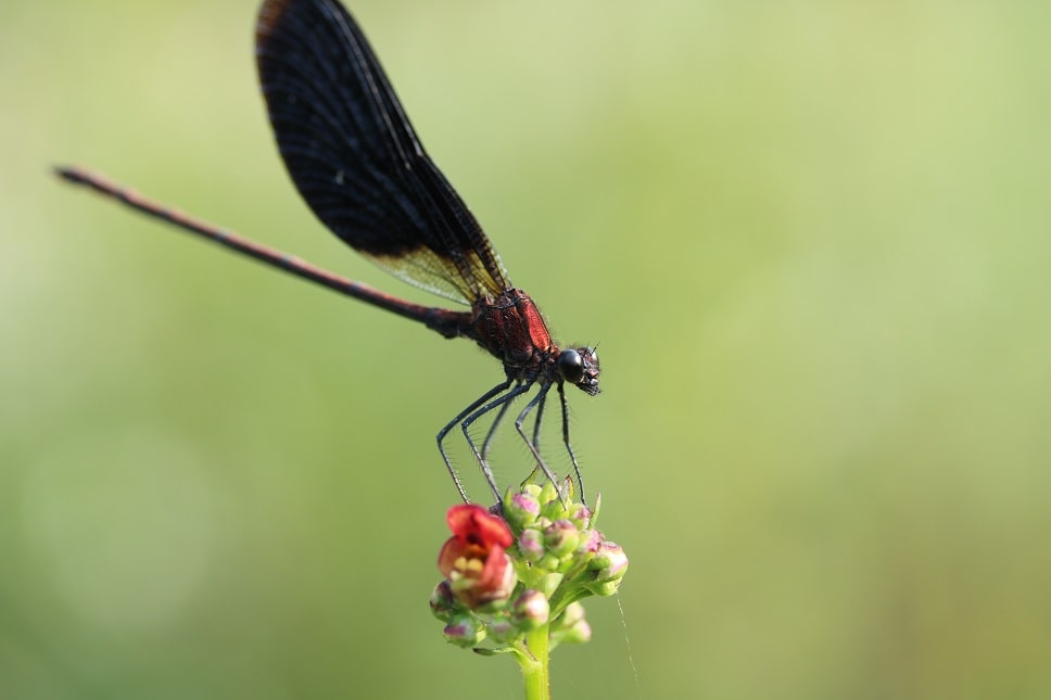 Calopteryx haemorrhoidalis - Calopteryx hémorroïdal