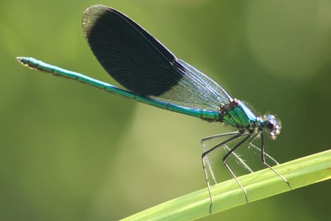Calopteryx splendens - Caloptéryx éclatant