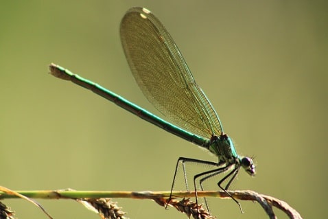 Calopteryx splendens - Caloptéryx éclatant