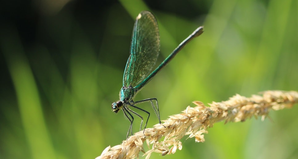 Calopteryx splendens - Caloptéryx éclatant