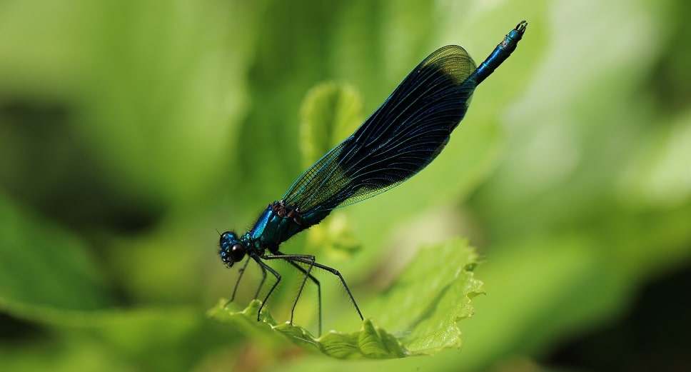 Calopteryx splendens - Caloptéryx éclatant