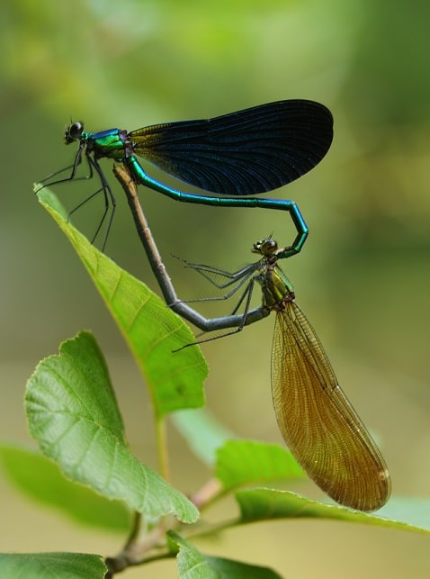Calopteryx virgo - Calopteryx vierge