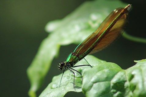 Calopteryx virgo - Calopteryx vierge