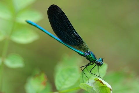 Calopteryx virgo - Calopteryx vierge