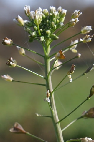 Capsella bursa-pastoris - Bourse à pasteur