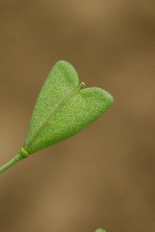 Capsella bursa-pastoris - Bourse à pasteur