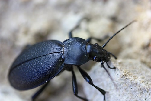 Carabus coriaceus - Procruste chagriné