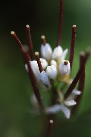 Cardamine hirsuta - Cardamine hirsute