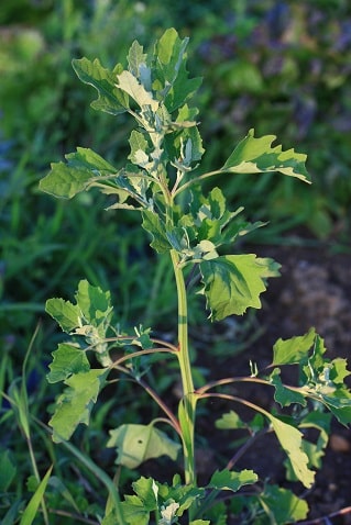 Chenopodium album - Chénopode blanc
