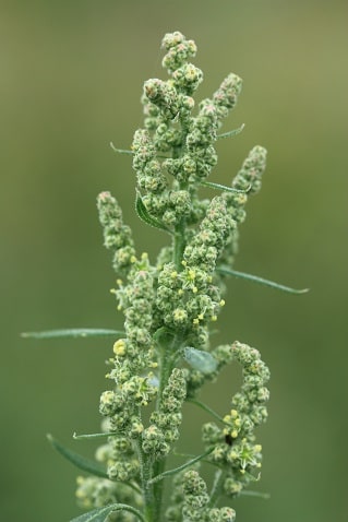 Chenopodium album - Chénopode blanc