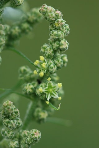 Chenopodium album - Chénopode blanc